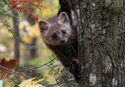 Remembrance of Lost Species, 4 December | Event in Madison | AllEvents