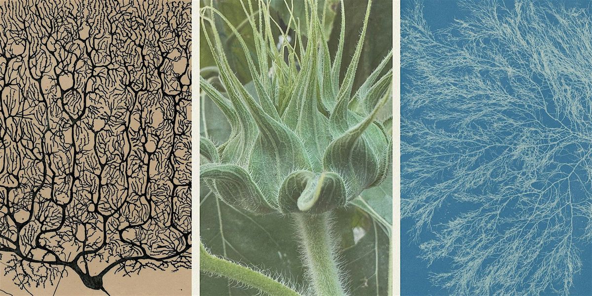 Seeing with Wonder: Accessing States of Awe and Creative Expansion, 14 August | Event in Brooklyn | AllEvents