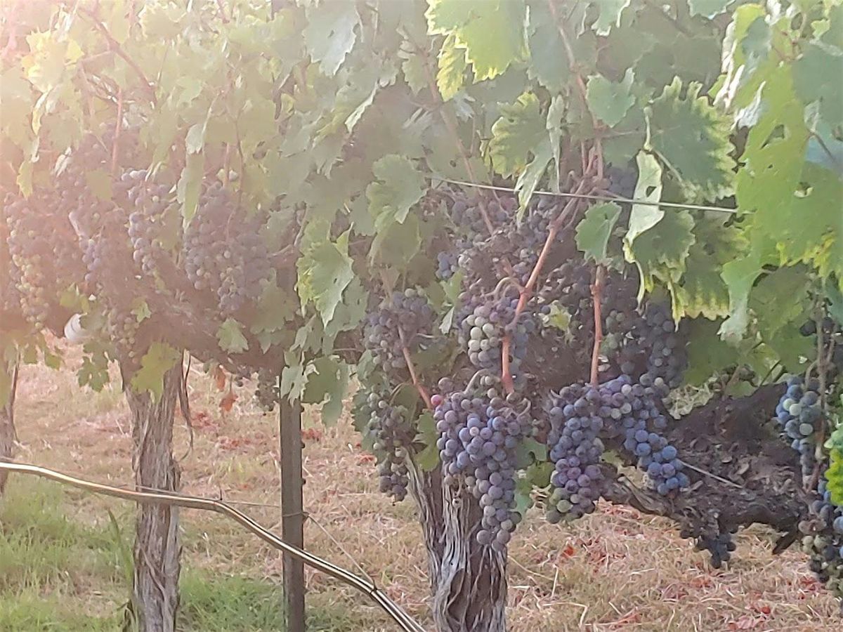 Cabernet Sauvignon red grapes harvest 2025, 9 August | Event in Salado | AllEvents