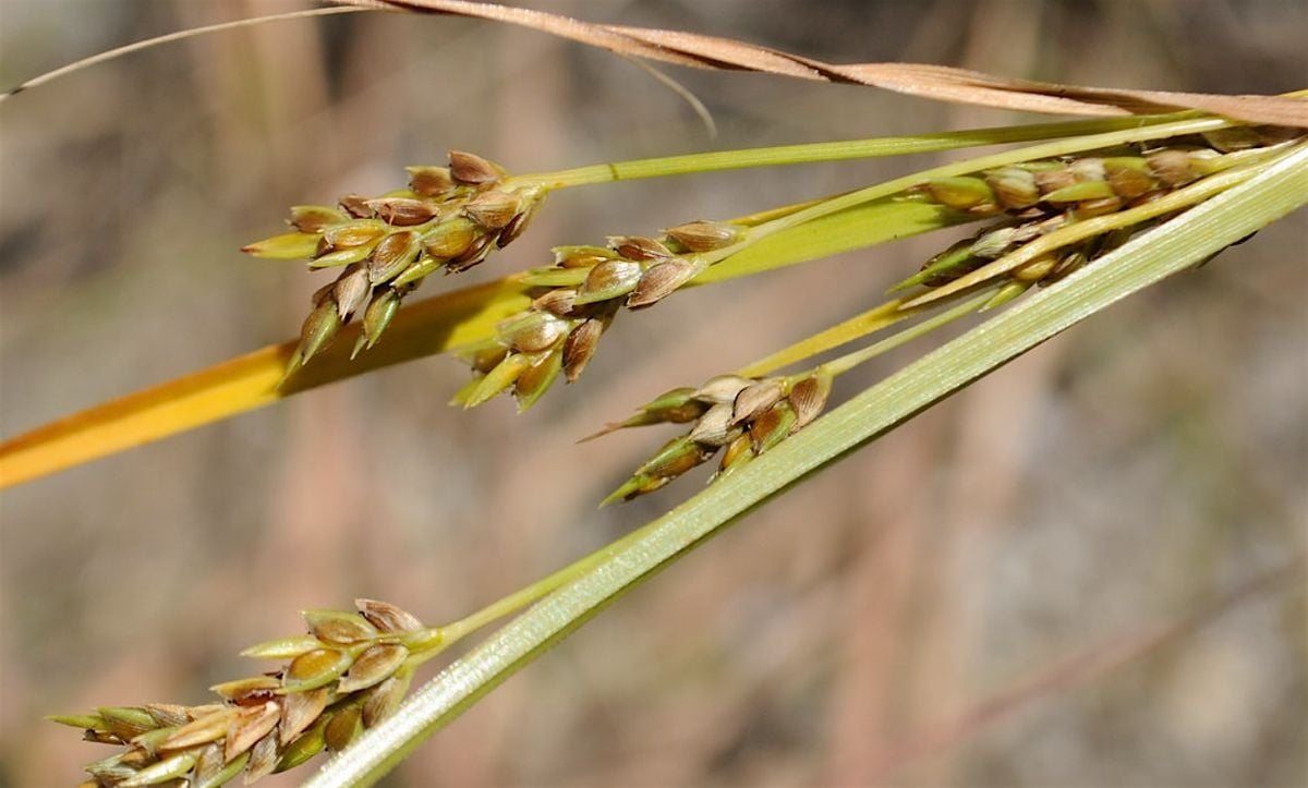 Coastal Flora of Paerdegat Beach, Brooklyn, 17 August | Event in Brooklyn | AllEvents