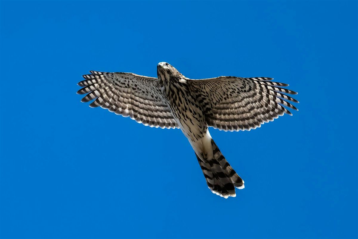 Fall Migration Guided Raptor Hike, 5 October | Event in Jenner | AllEvents