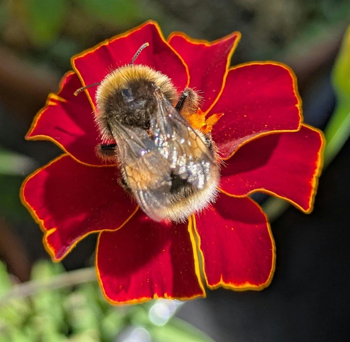 Clerkenwell Pollinator Path: Survey Results, Recommendations & Next Steps, 8 December | Event in London