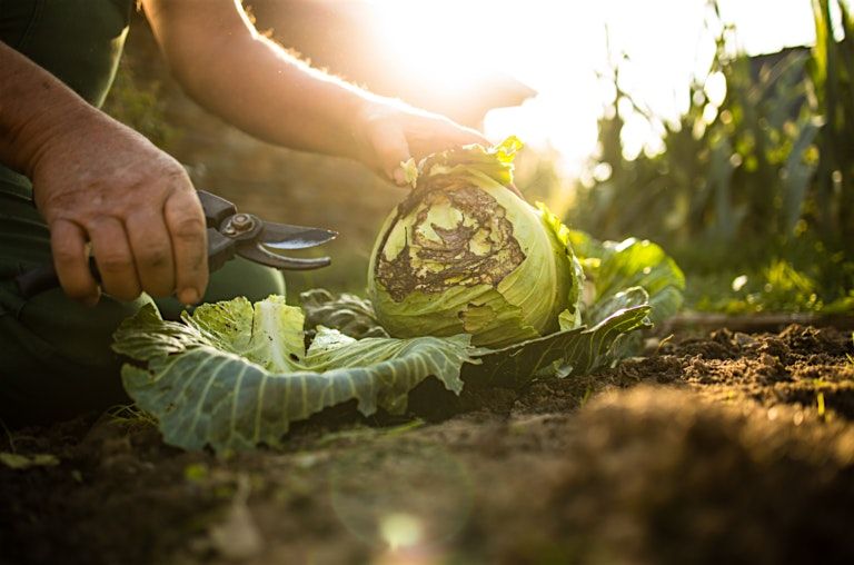 Putting your Garden to Bed  9/7/2025 at 4:00pm at Cheyenne Arapaho Park, 7 September | Event in Denver | AllEvents