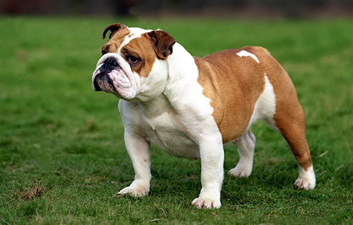 2025 Bulldog Memorial Golf Tournament, 8 August | Event in Seattle | AllEvents