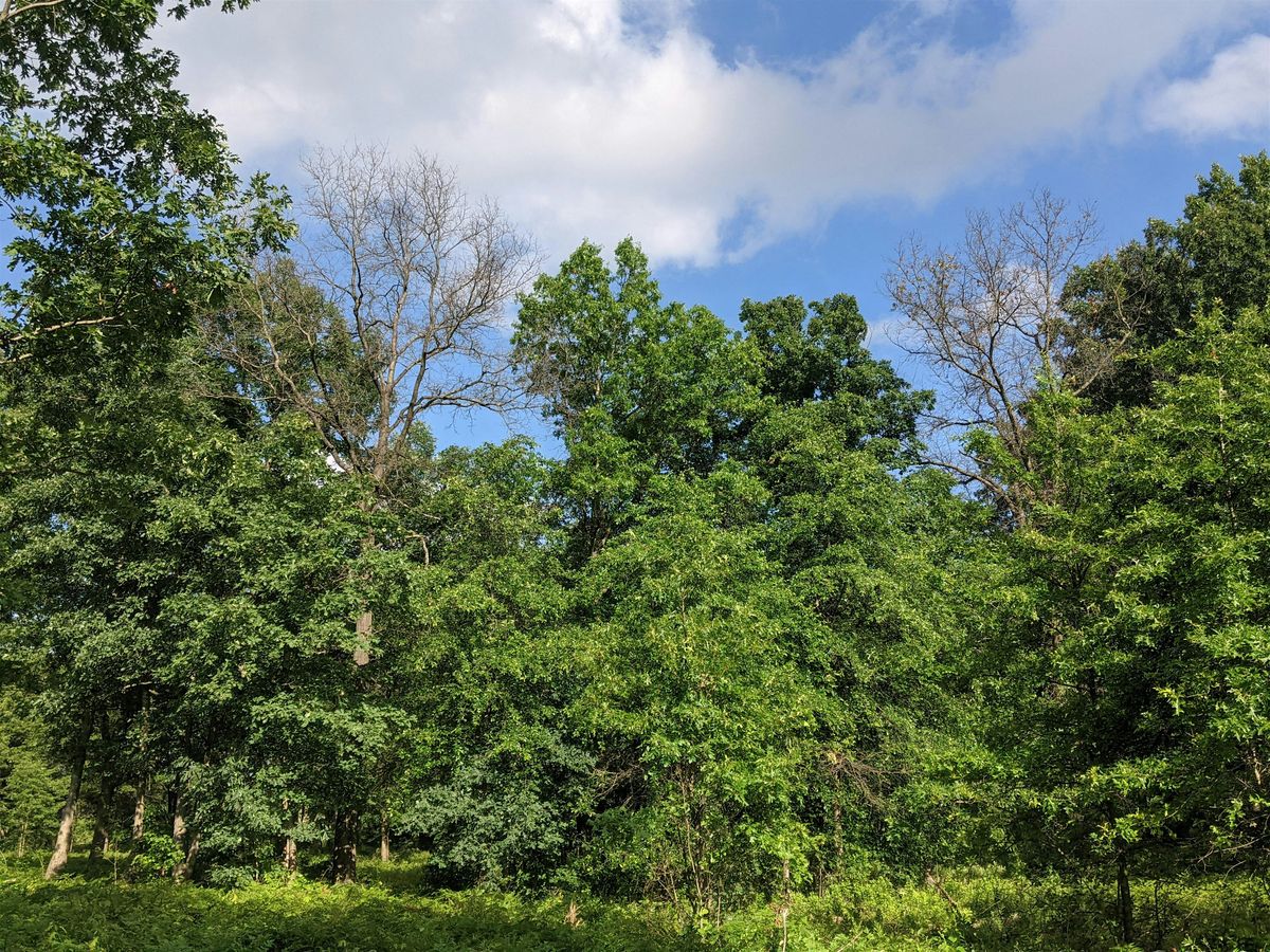 Woodland Management & Timber Harvest Basics, 13 September | Event in Deerfield | AllEvents