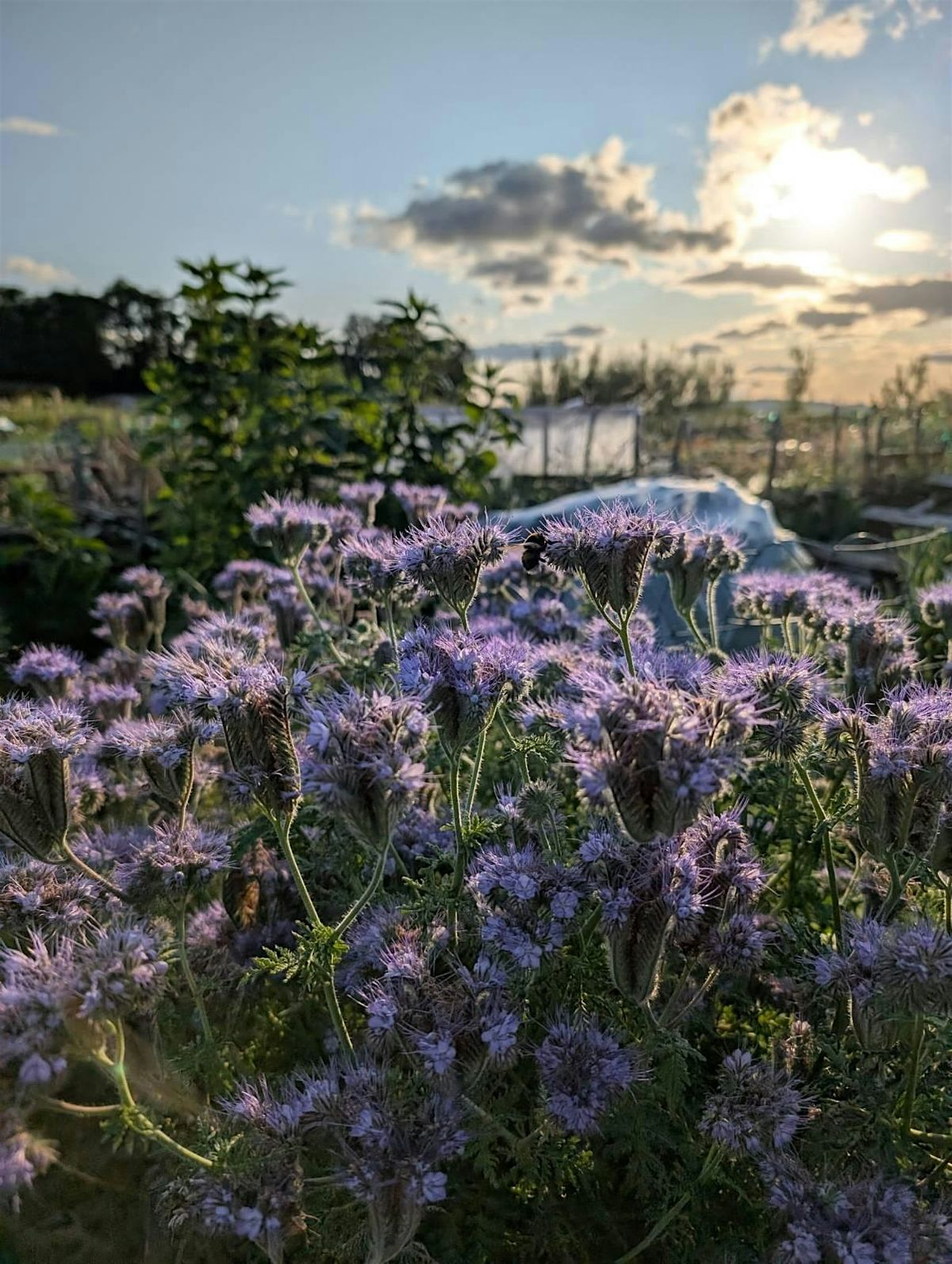 Sow Grateful: Pollinators, 16 August | Event in Edinburgh | AllEvents