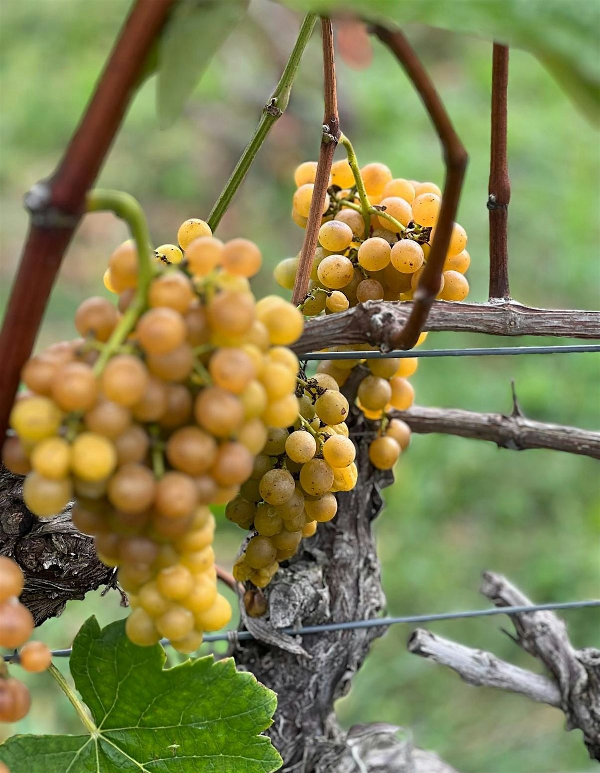 Copy of a CHEAP public wine tasting - by MIDDLE BROW WINE co., 28 August | Event in Chicago | AllEvents