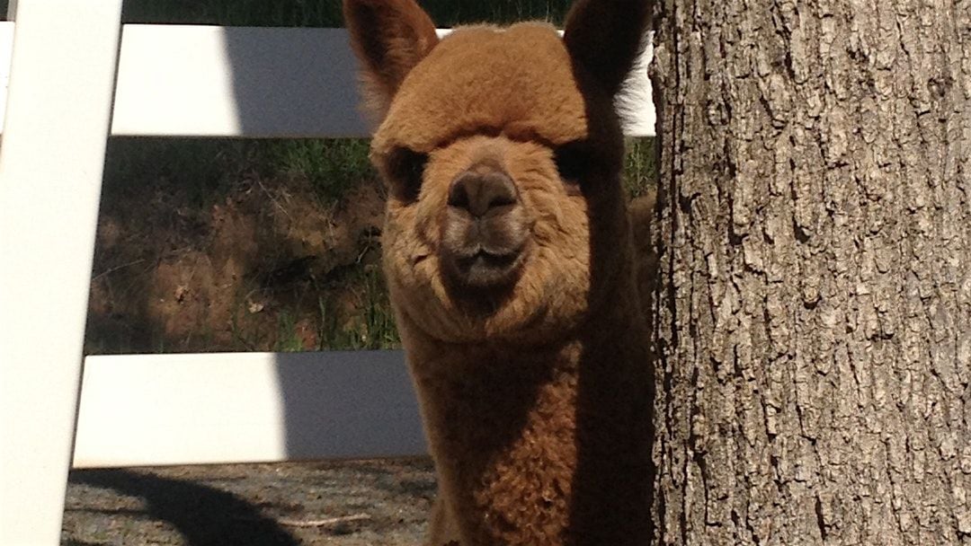 Alpaca Yoga Pop Up Event!, 23 August | Event in Auburn | AllEvents