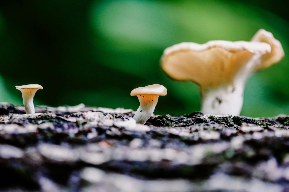 Magical World of Mushrooms, 20 September | Event in Willow Street | AllEvents