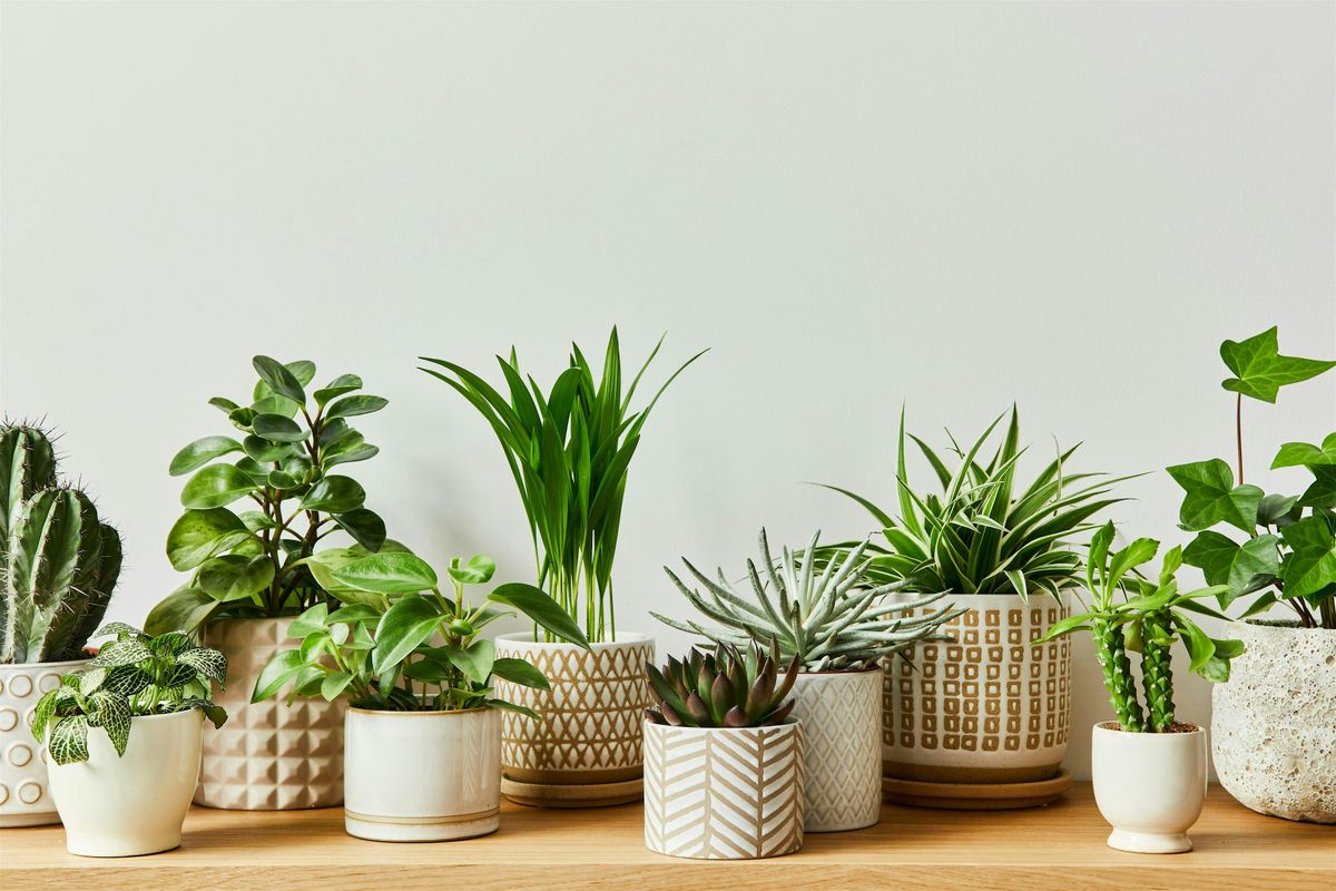 Houseplant Essentials - Watertown, 3 November | Event in Watertown | AllEvents
