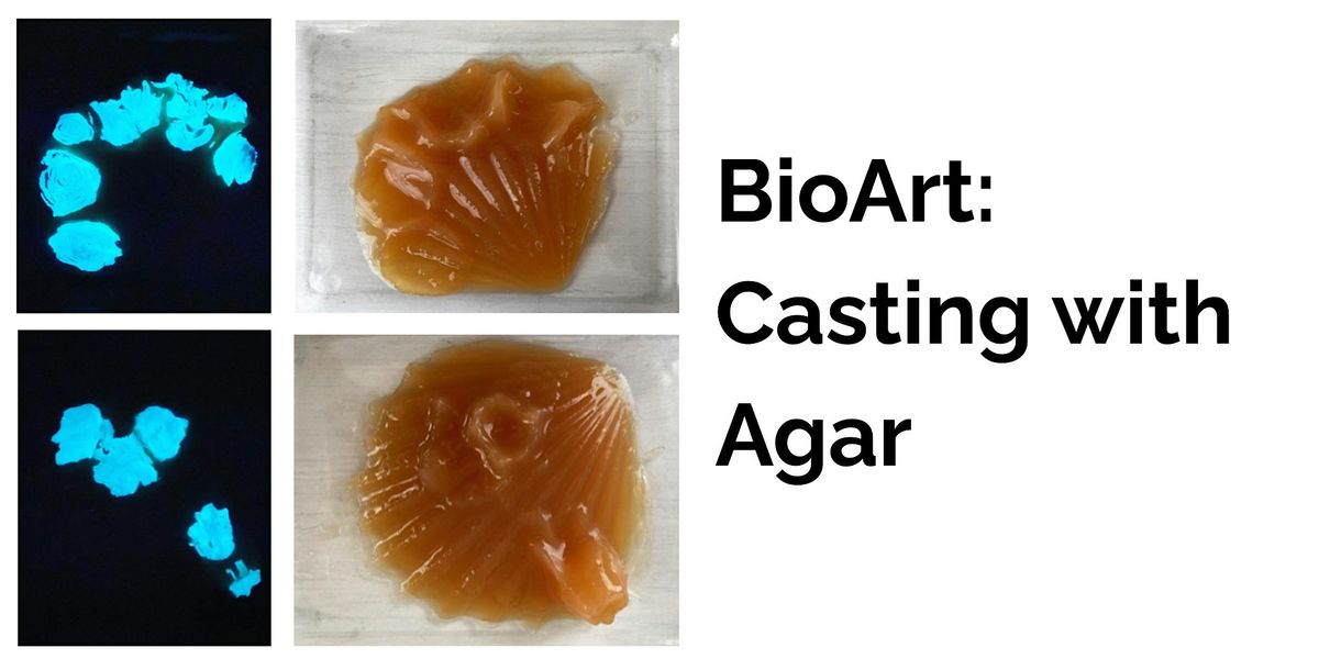 BioArt: Casting with Agar, 9 November | Event in Brooklyn | AllEvents