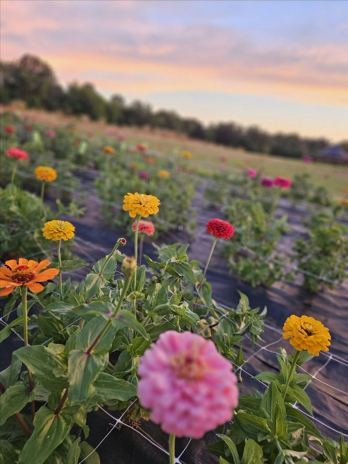 Sip and Clip at the Farm, 16 August | Event in Jonesburg | AllEvents