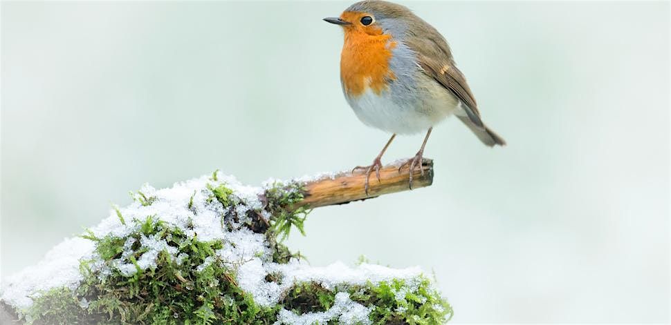 Create your on Eco Christmas Decorations (Free event) - Hanwell Fields Community Centre, Saturday 13 December, 13 December