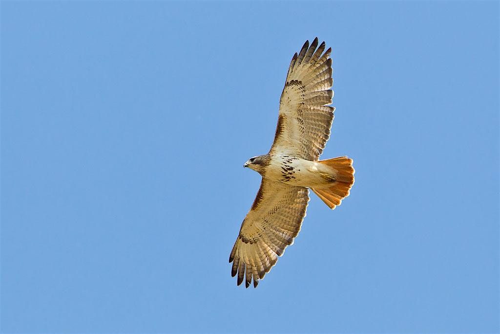 NJ Audubon: Sunday Afternoon Bird Walk, 2 November | Event in Bernardsville | AllEvents