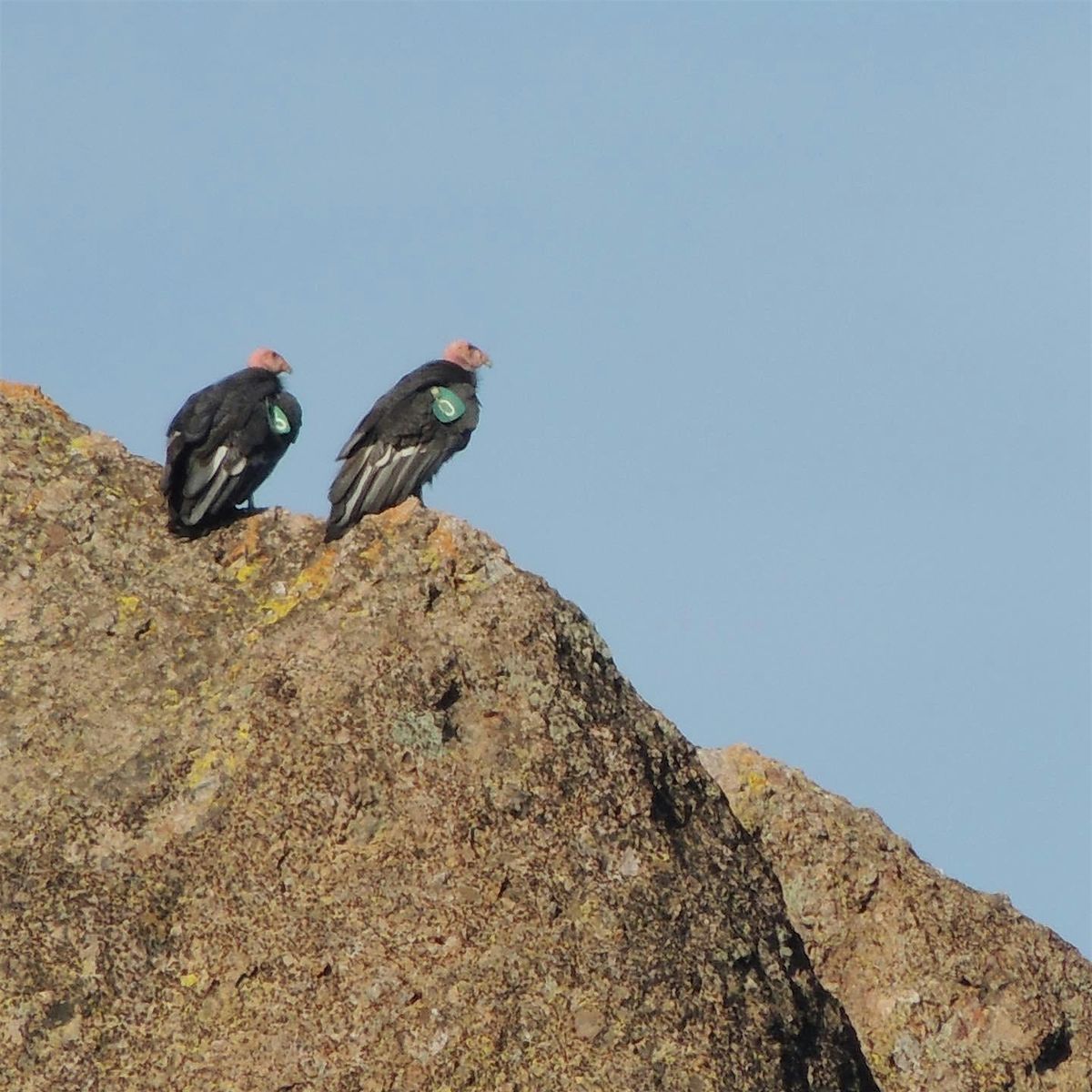 Pinnacles Condor Hike, 12 December | Event in Paicines | AllEvents