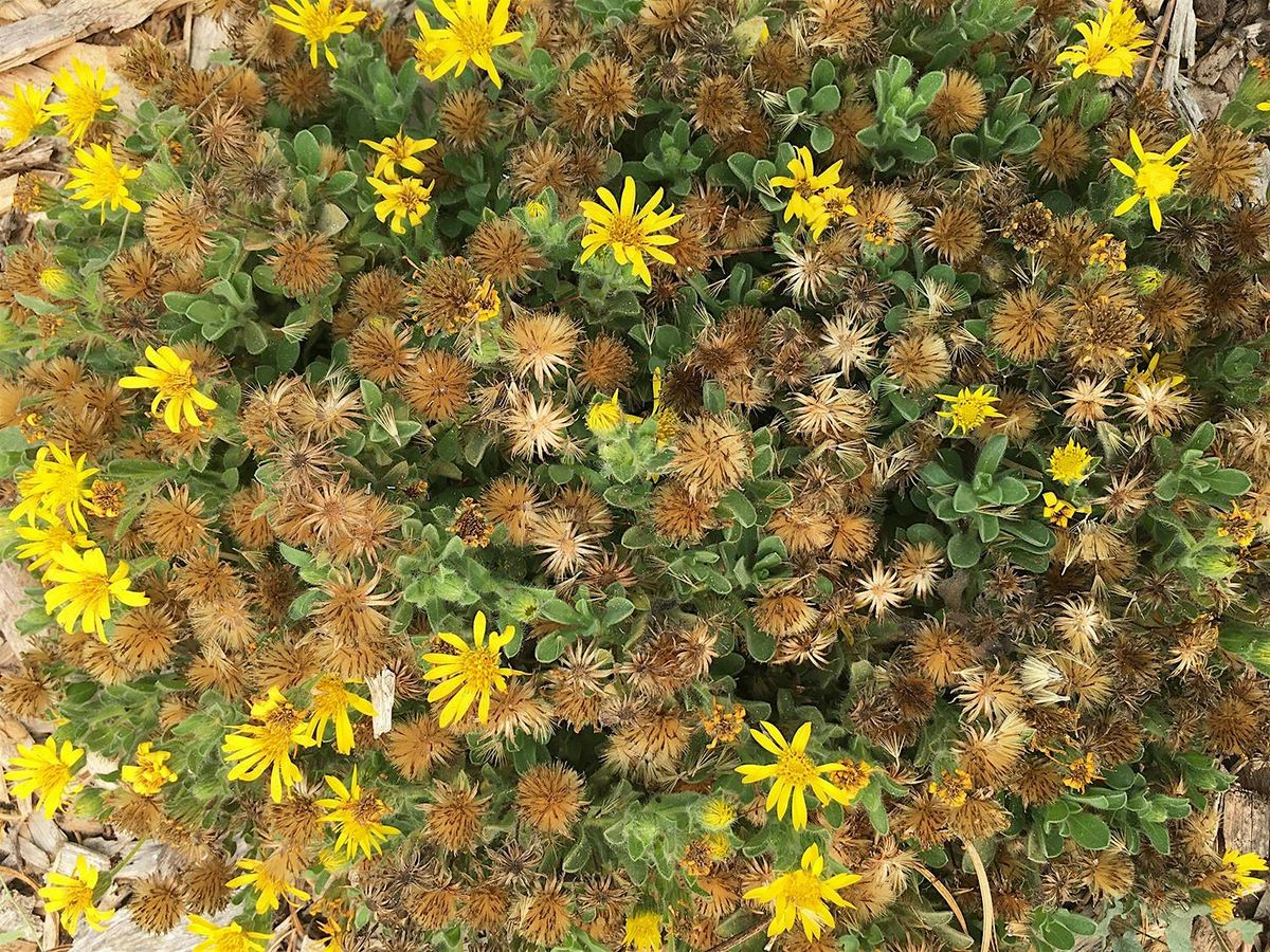 Native Plant Garden Volunteer Day at the Laguna Environmental Center, 3 October | Event in Santa Rosa | AllEvents