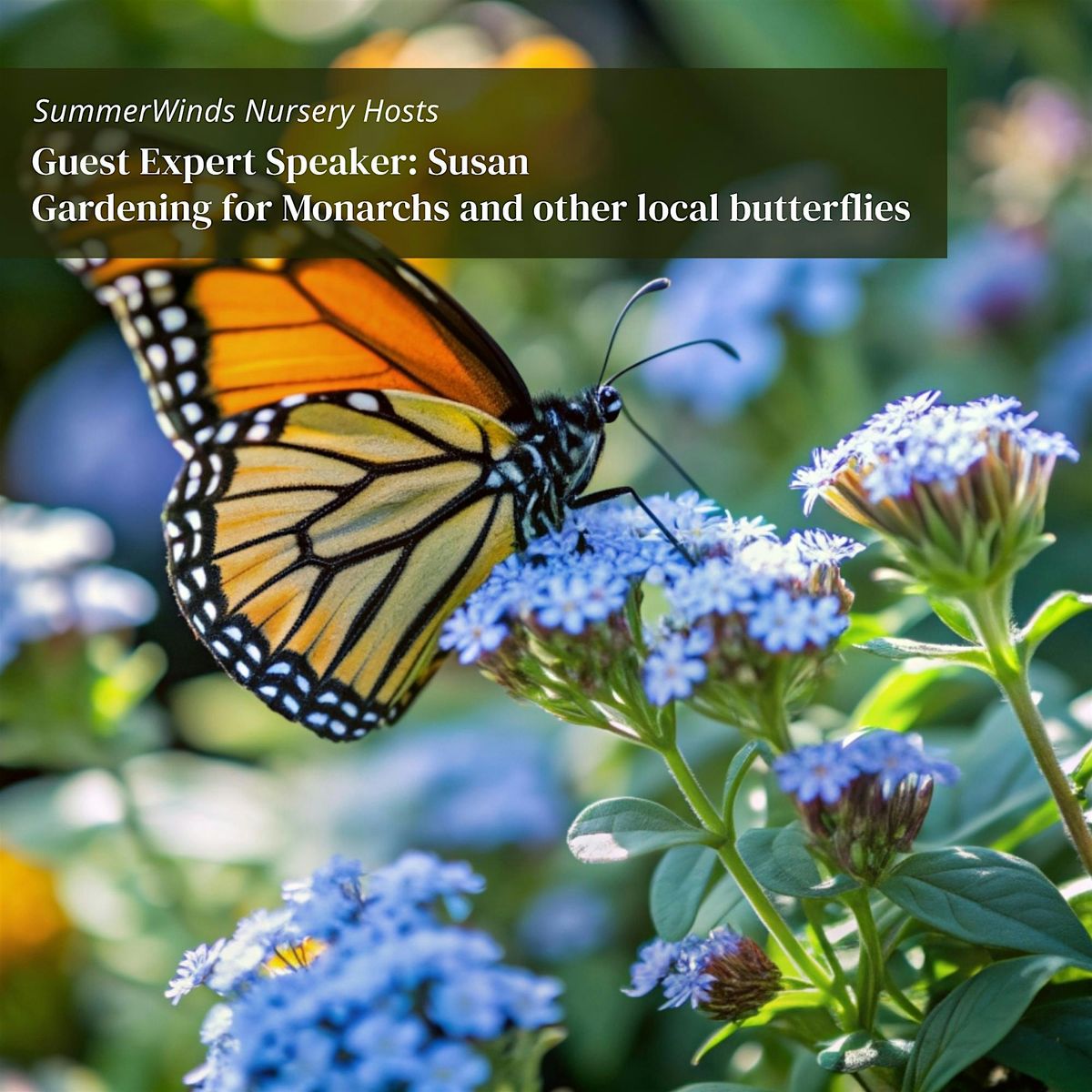 Gardening for Monarchs and other local butterflies - Cupertino, 27 September | Event in Cupertino | AllEvents