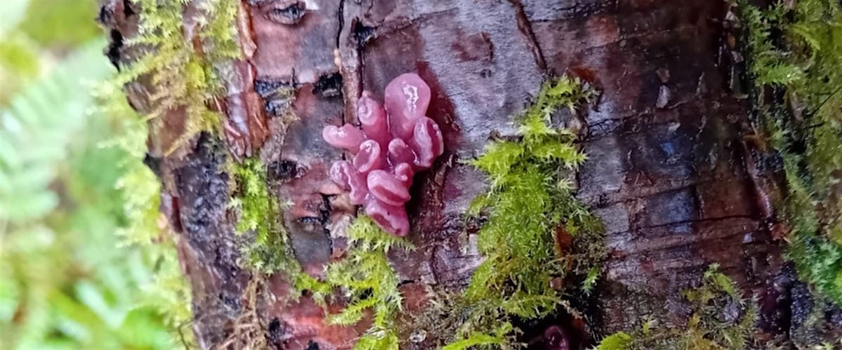 Fungi Foray and Tree Walk with Clwydian Range AONB Rangers | Event in Mold | AllEvents