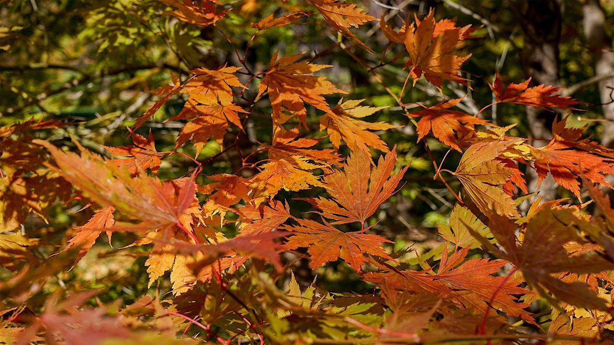 Arboretum Garden Tour: Fall Color, 18 October | Event in Madison | AllEvents