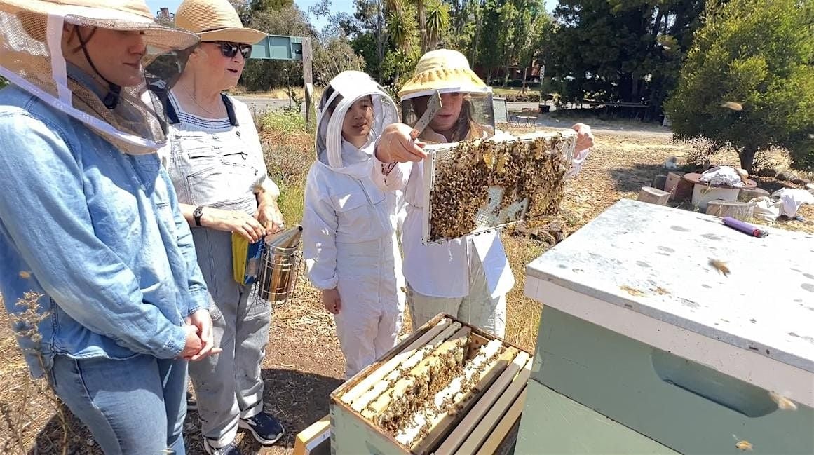 Hive Tour + Interactive Beekeeping 1`01, 17 August | Event in Alameda | AllEvents