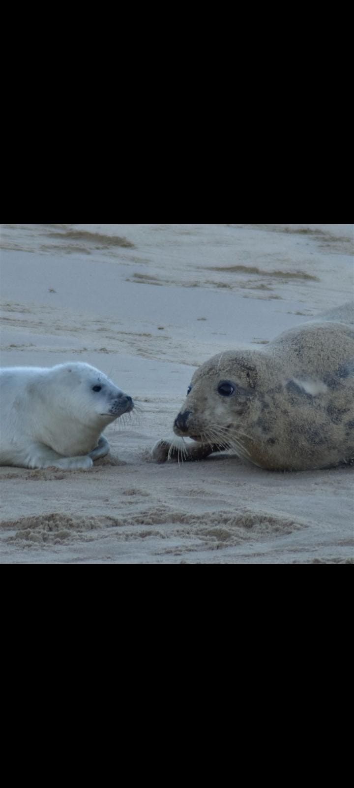 Baby Seals Hike Day Trip  Our most Popular Event on Meetup.com | Event in London | AllEvents