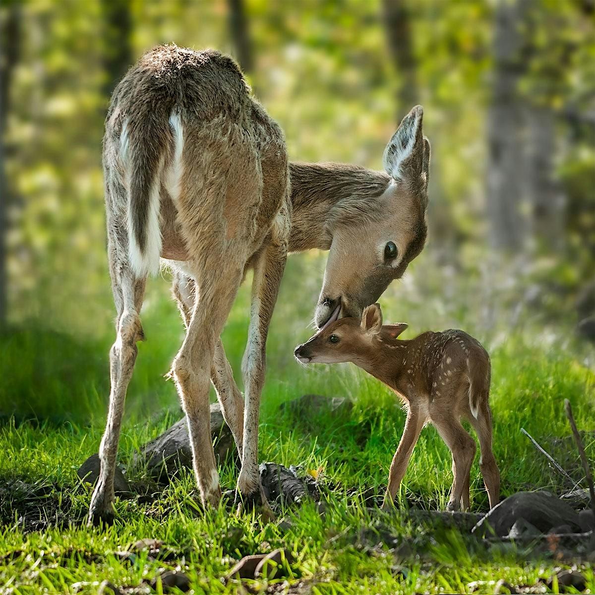 Story Time: National Wild Life Day, 2 September | Event in Detroit | AllEvents