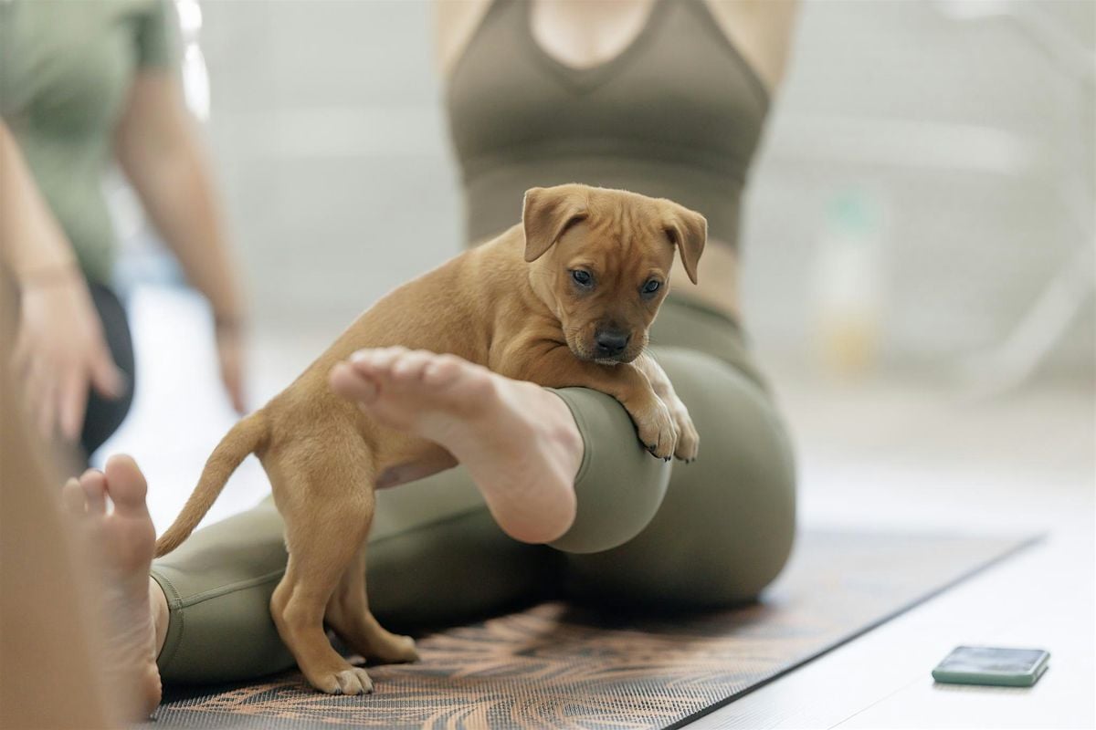 Puppy Yoga & Yappy Hour at Littleton Brew Co, 24 August | Event in Littleton | AllEvents