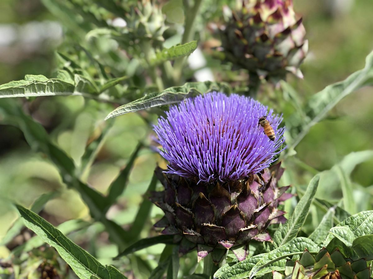 Pollinator-Friendly Vegetable Gardening (Common Ground, Panama Park), 10 May | Event in Jacksonville | AllEvents