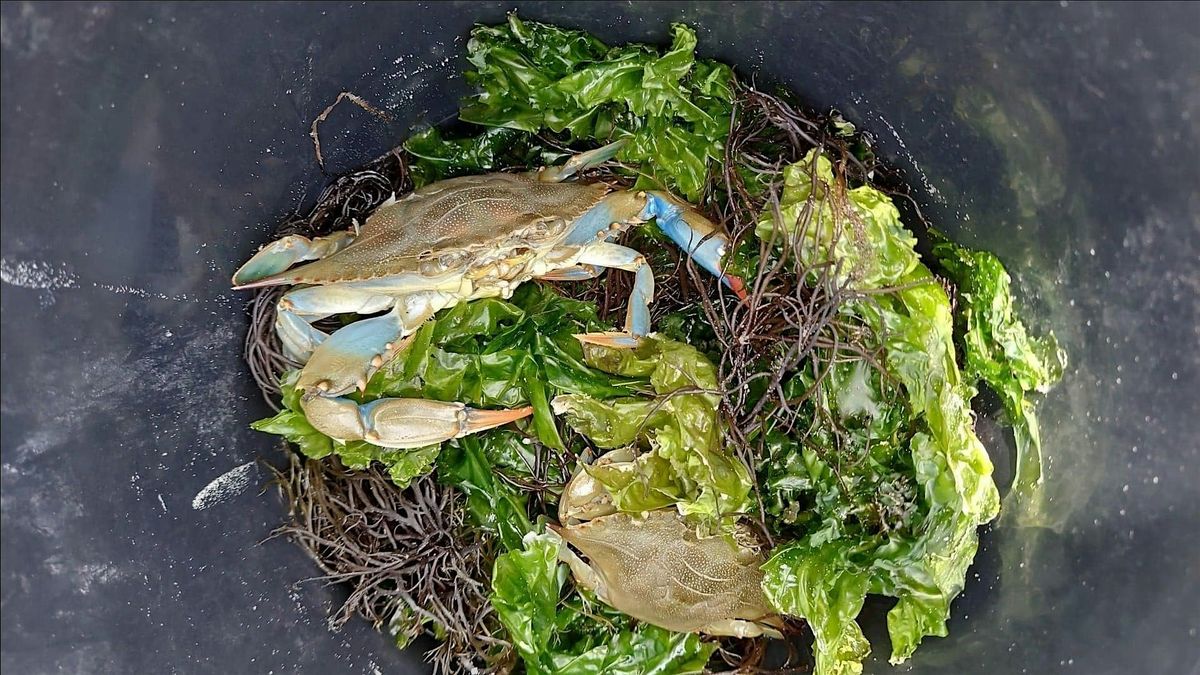 Tidewater Traditions: Ancient Coastal Harvesting Experience, 4 October | Event in Cedar Island | AllEvents