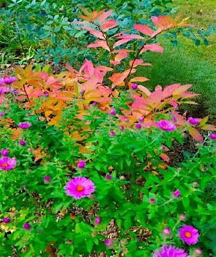 Falling in Love with Natives, Garden Tour, 21 September | Event in Dresher | AllEvents