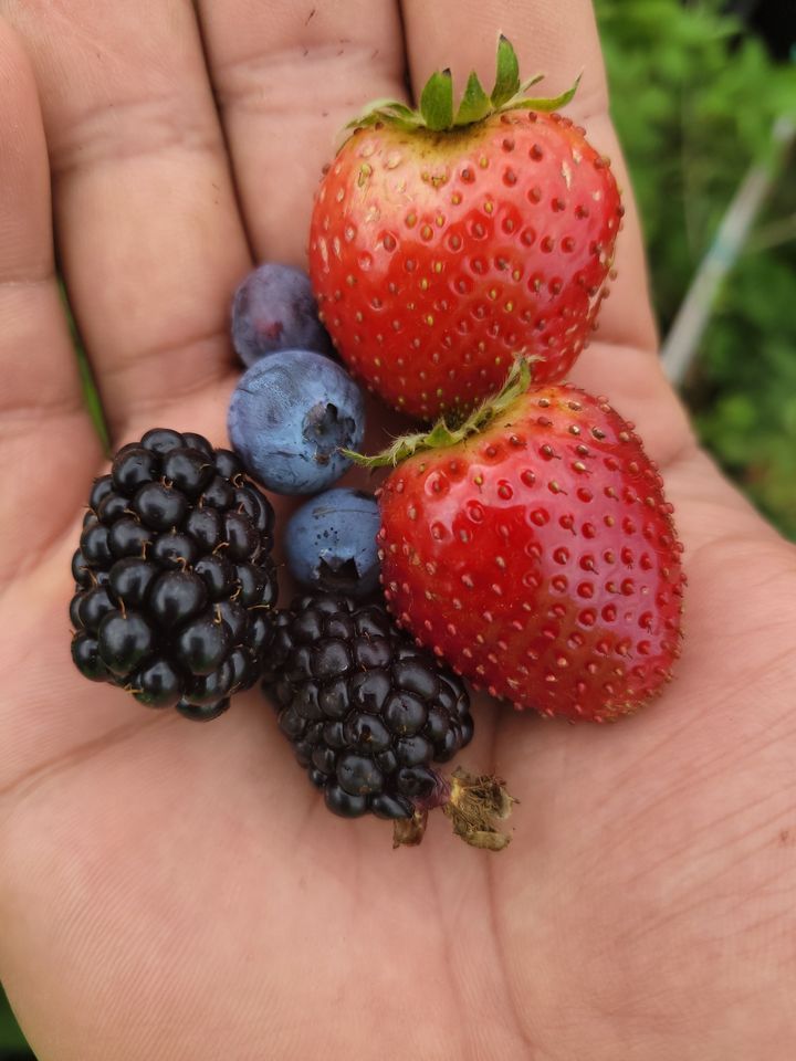 Noble Roots Fruit Tree Extravaganza , Noble Roots Farm, Eustis, 28 May