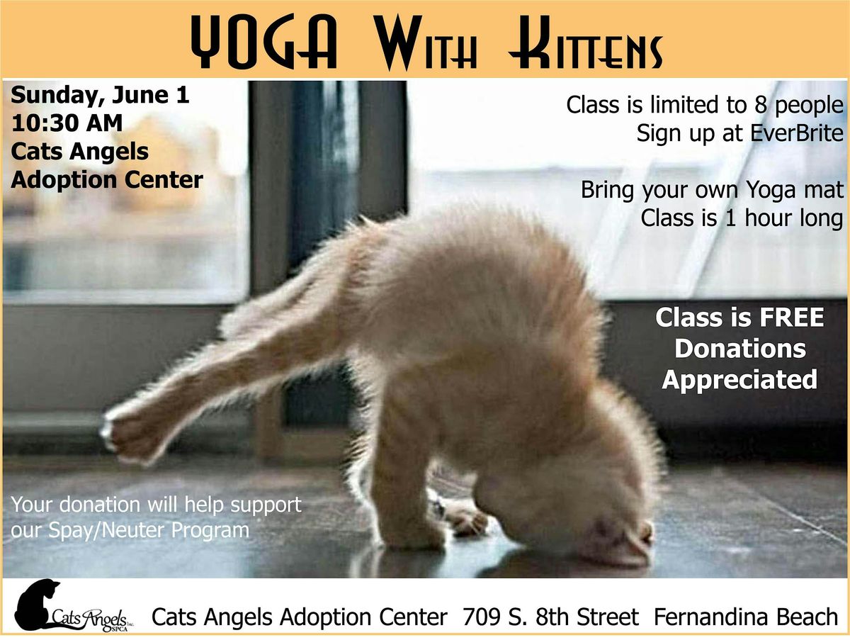 Yoga with Kittens at Cats Angels Inc. SPCA | Event in Fernandina Beach | AllEvents