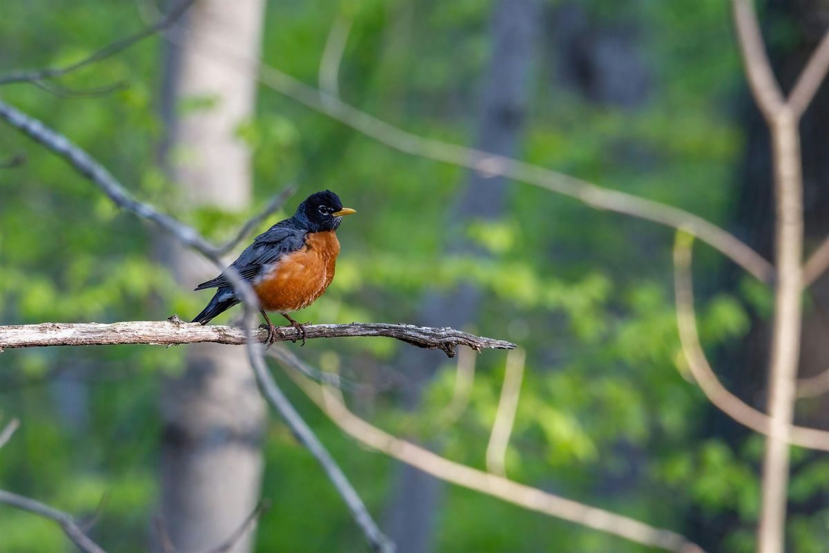 Birding at Burden November 2025, 8 November | Event in Baton Rouge | AllEvents