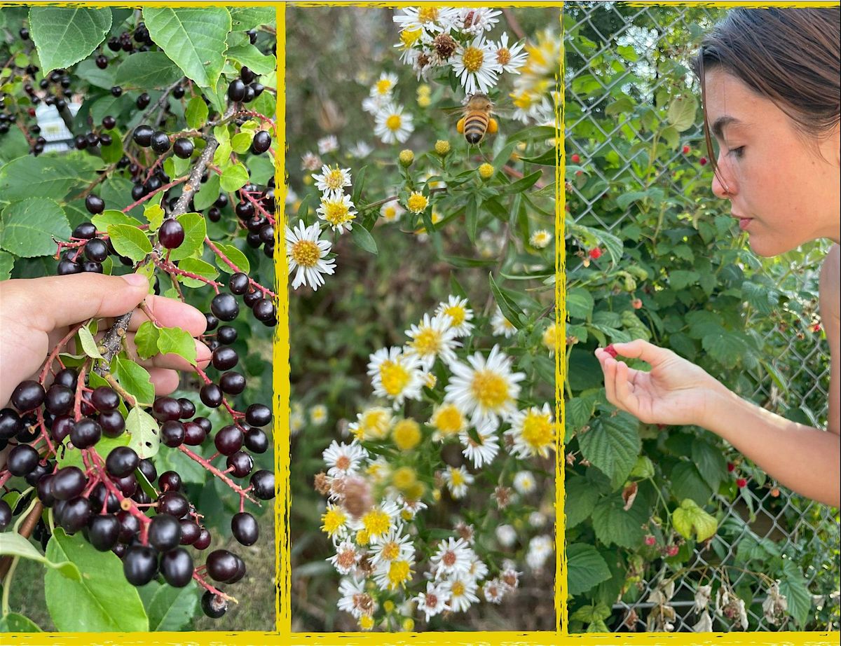 Foraging Walk - LaBagh Woods | Event in Chicago | AllEvents