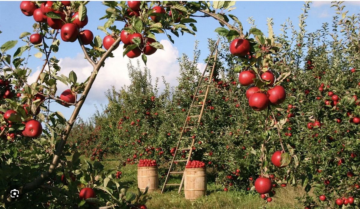 Singles Apple Picking and Cider Tasting!, 8 November | Event in Hopewell Junction | AllEvents