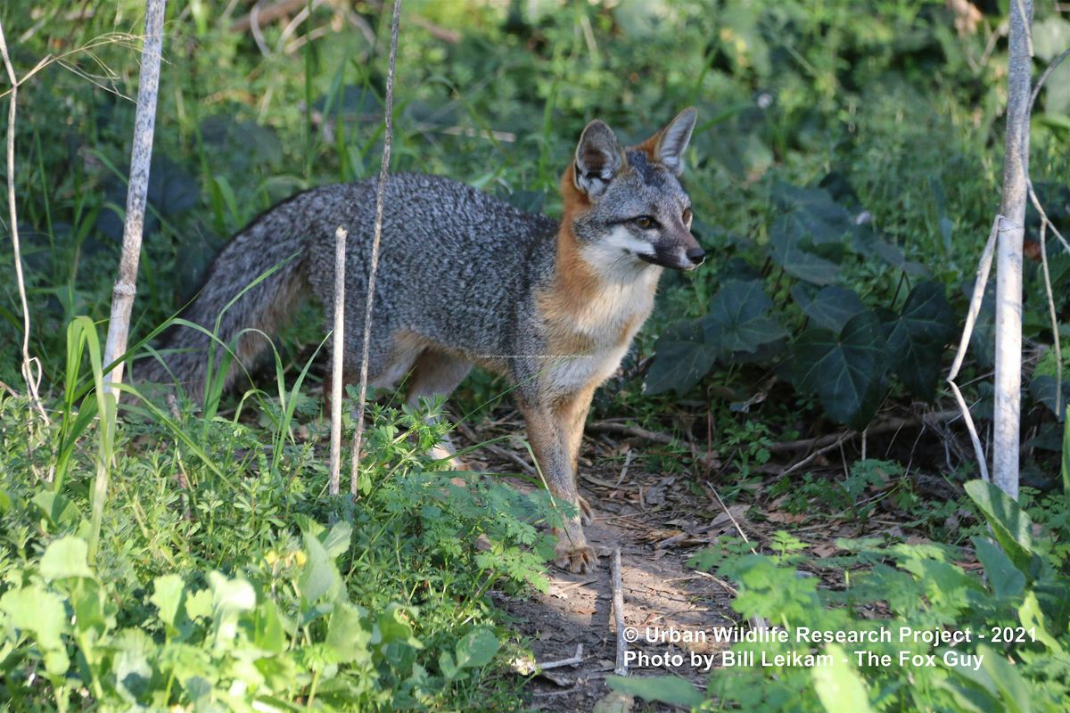 Are There Gray Foxes in Your Backyard?, 6 September | Event in Fremont | AllEvents