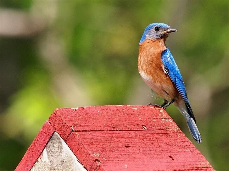 Birdsong and Brushstrokes: Exploring Grasslands Through Art, 18 October | Event in Raleigh | AllEvents