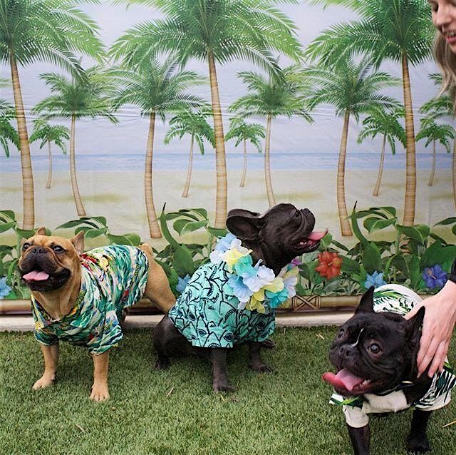 Pup Paradise: A Hawaiian Patio Paw-ty & Fundraiser, 14 August | Event in Newton | AllEvents