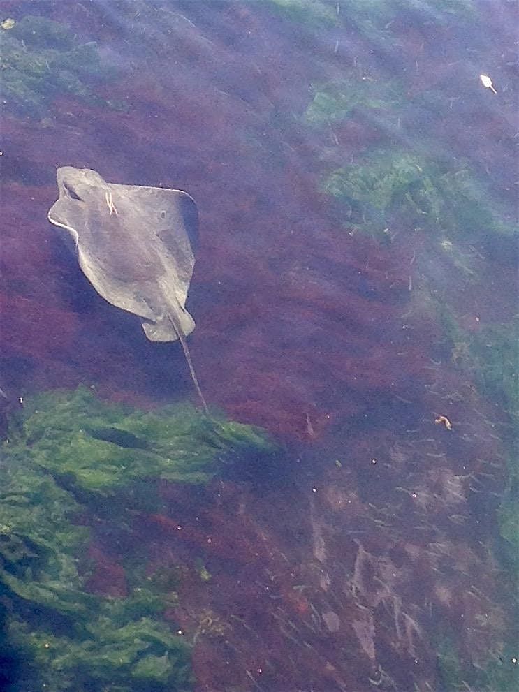 Urban Estuaries: San Francisco Bay and Lake Merritt CA Naturalists Course | Event in Oakland | AllEvents