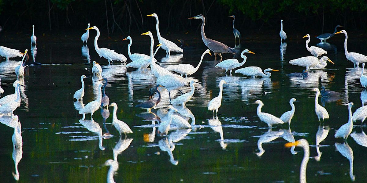 Pelican Island Audubon Society Summer Nature Adventure Camp 2025, 23 June | Event in Vero Beach | AllEvents