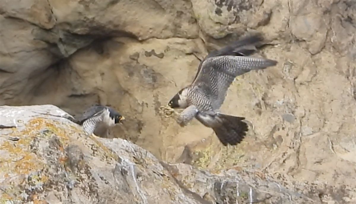 Peregrine Wander, 18 May | Event in Walnut Creek | AllEvents