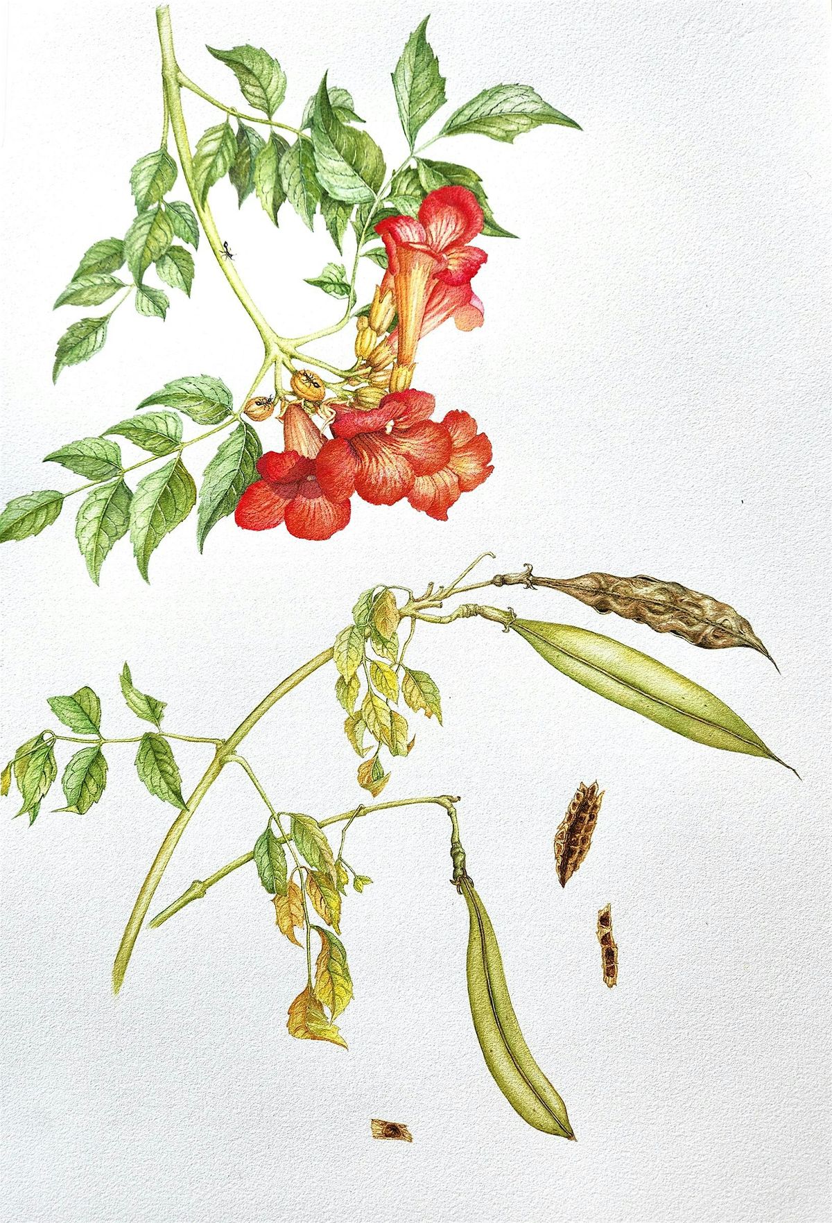 Botanical Art Intensive, 27 September | Event in Boyce | AllEvents