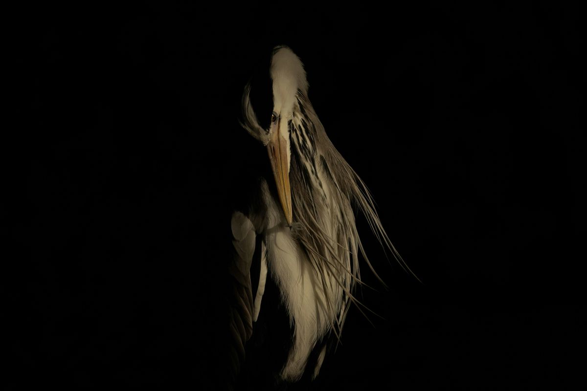 Improving Your Wildlife Photography Workshop, 18 November | Event in Glasgow | AllEvents