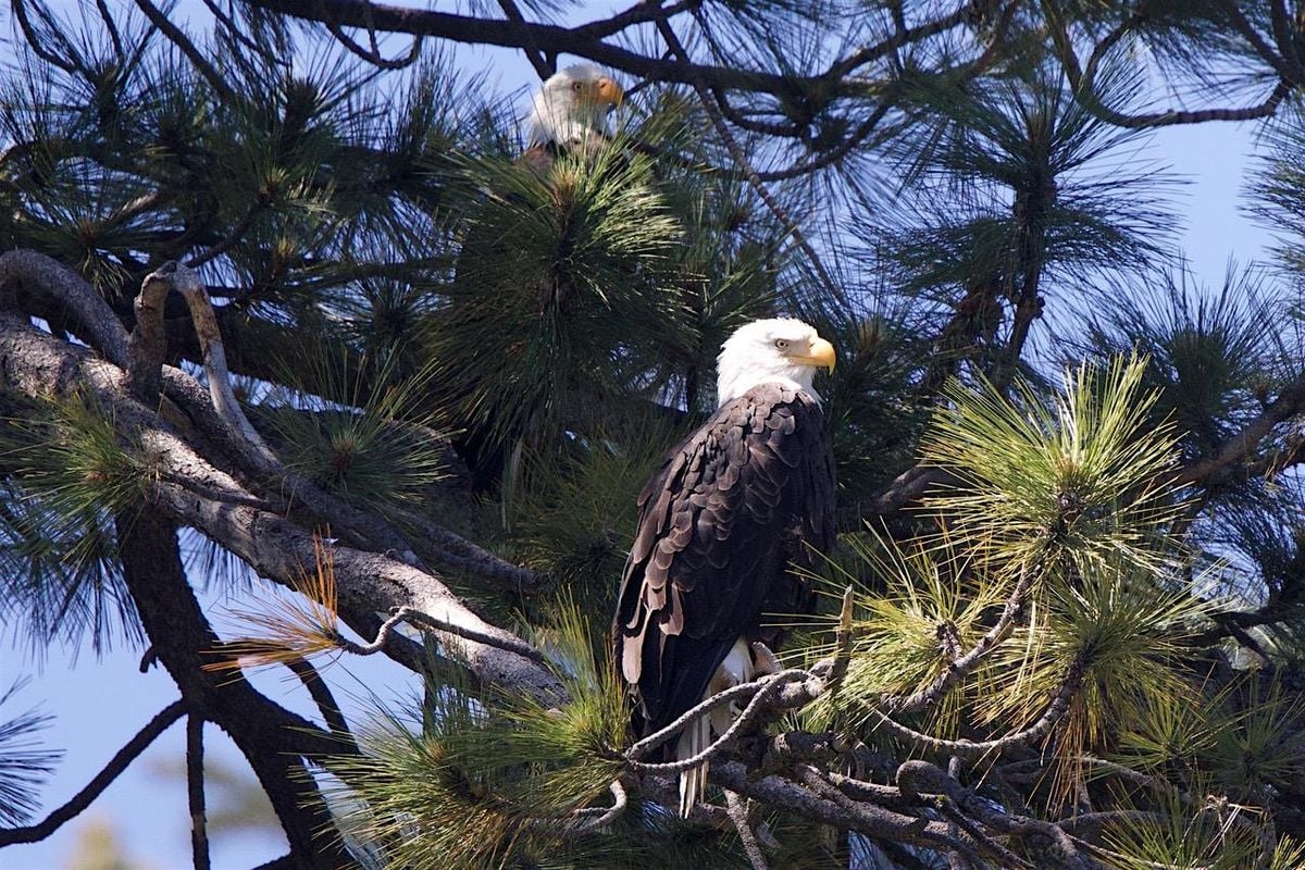 Big Bear Valley Birding Adventure, 16 August | Event in Fawnskin | AllEvents
