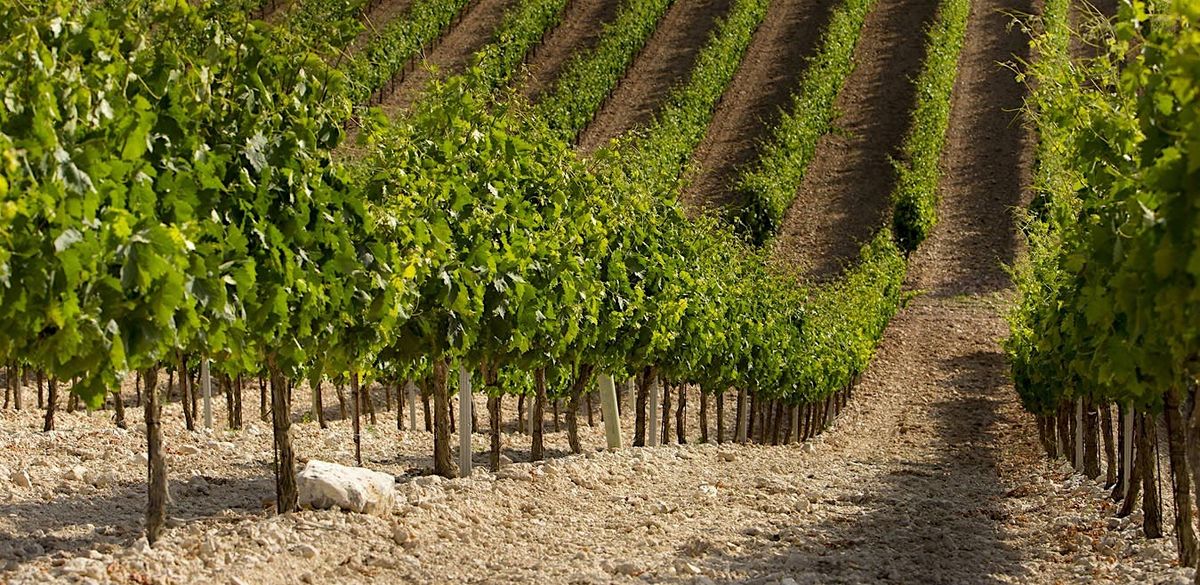 Wines of Ribera del Duero with Bodegas Carramimbre at Amathus Earl's Court, 29 October | Event in London | AllEvents
