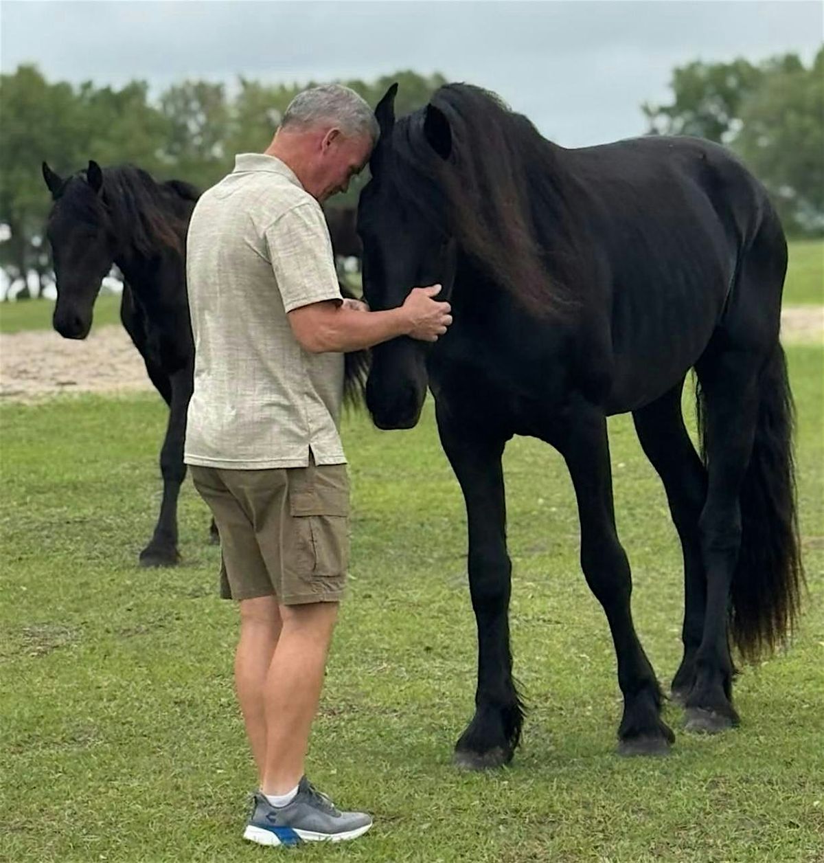 Your Encounter with a Friesan | Event in Morriston | AllEvents