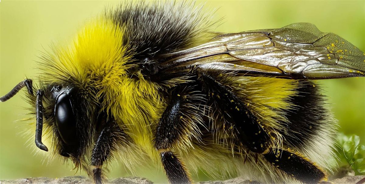 Burpee Museum's BSA Insect Study Merit Badge - Virtual   0825, 25 August | Event in Rockford | AllEvents