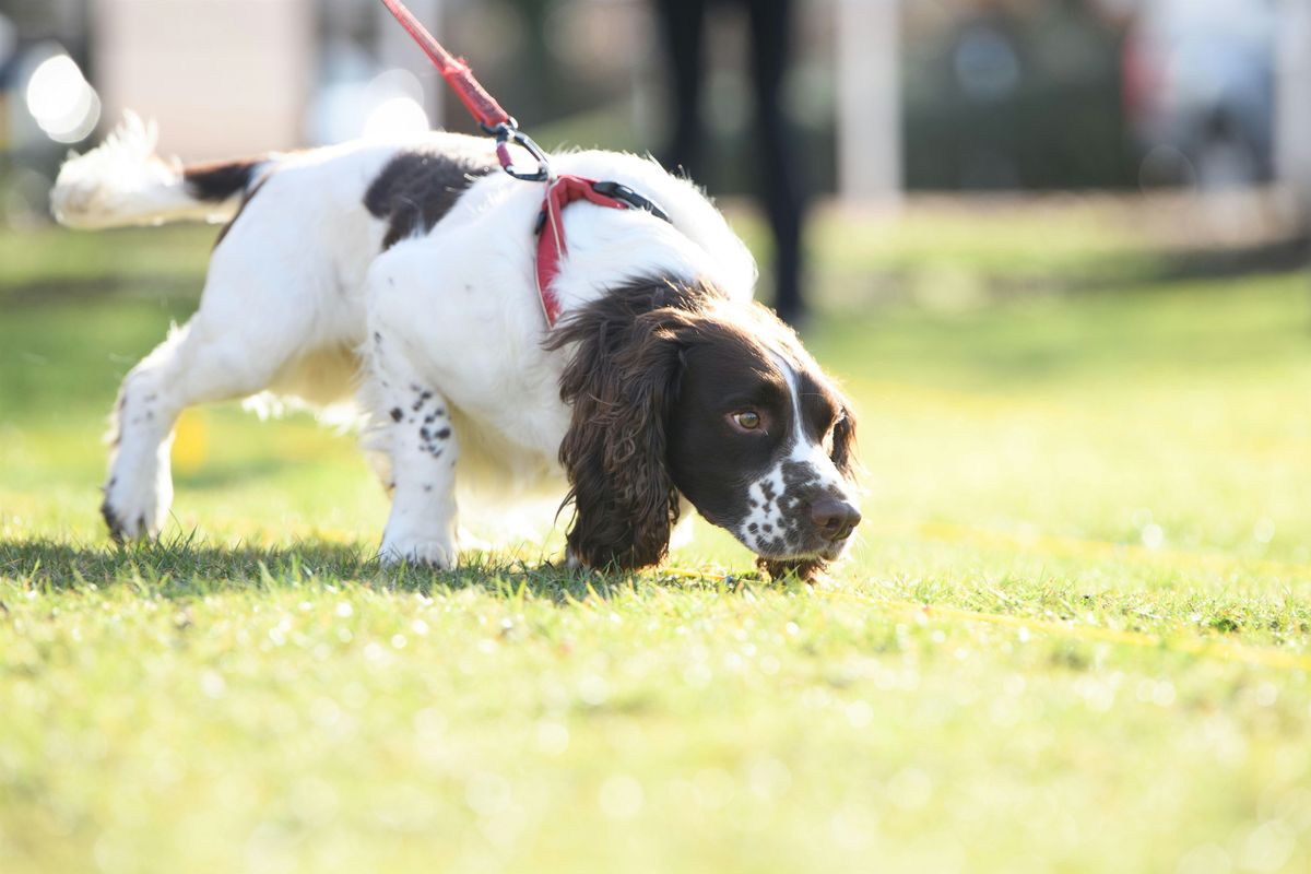 Evaluating the Evidence - Lessons Learned in Human Remains K9 Training, 21 November | Event in Conwy | AllEvents