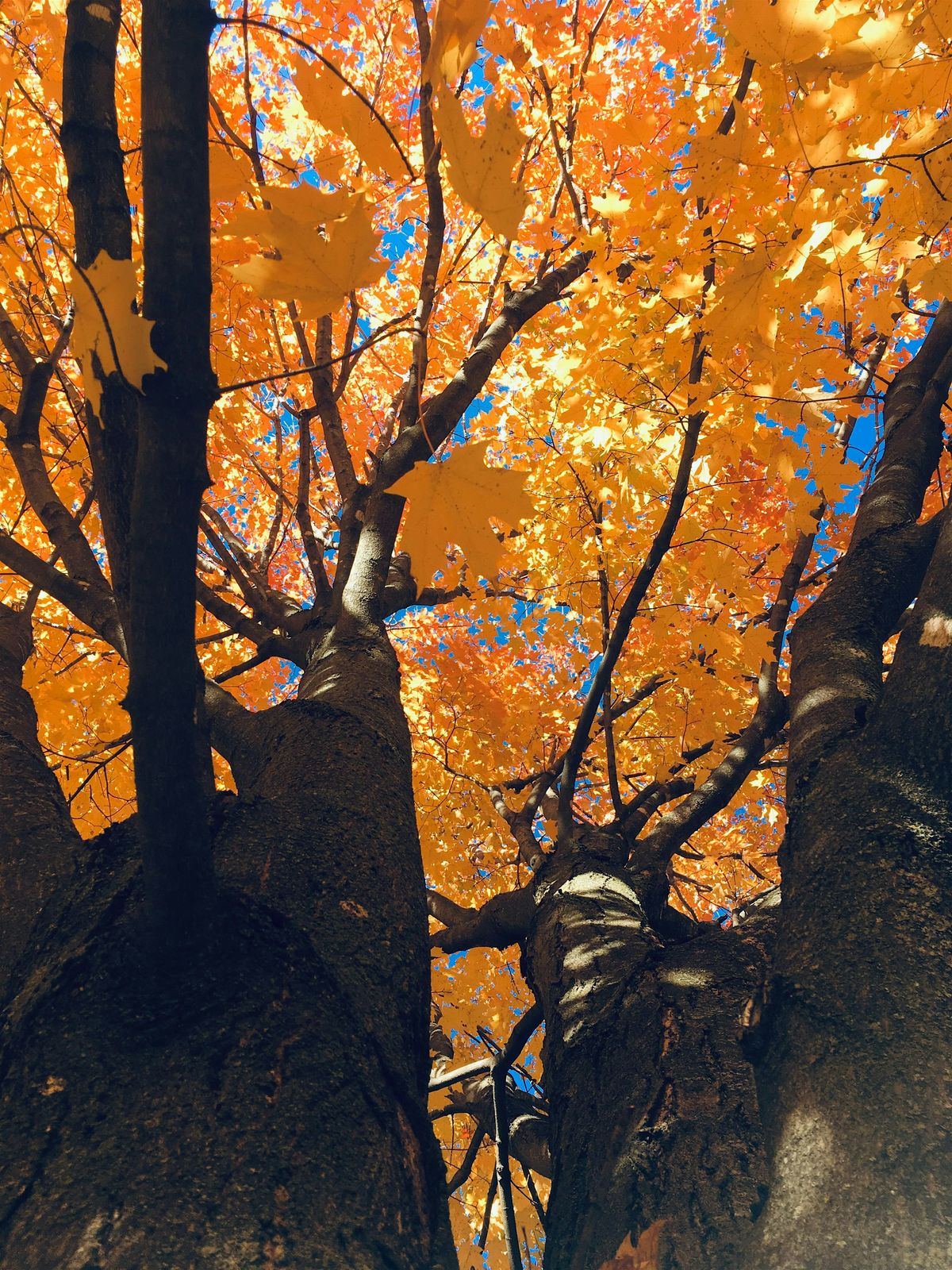 Hays Woods Ranger Guided Hike- Trees of Hays, 27 July | Event in Pittsburgh | AllEvents
