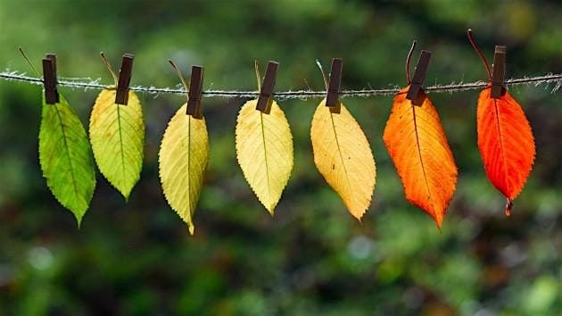 2025 Phenology Series, Part 4, 3 June | Event in Earlham | AllEvents